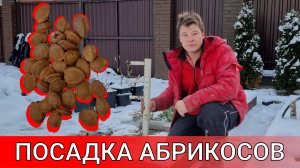 забыл посадить абрикосы и выпал снег - не беда сажаю абрикосы по снегу.mp4