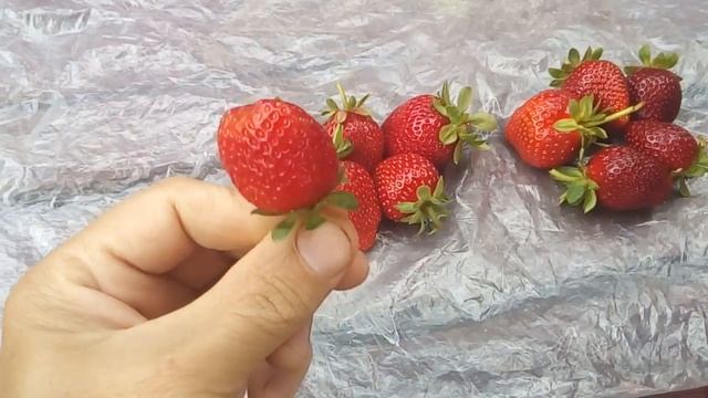 Клубника Альбион Монтерей Линоса Дегустация ремонтантных сортов смотреть онлайн