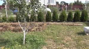 . Картошка под соломой/Как вырастить картошку под соломой?