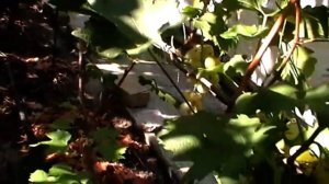 Сорт винограда "Розовая дымка" - сезон 2019 # Grape sort "Rozovaya dymka"