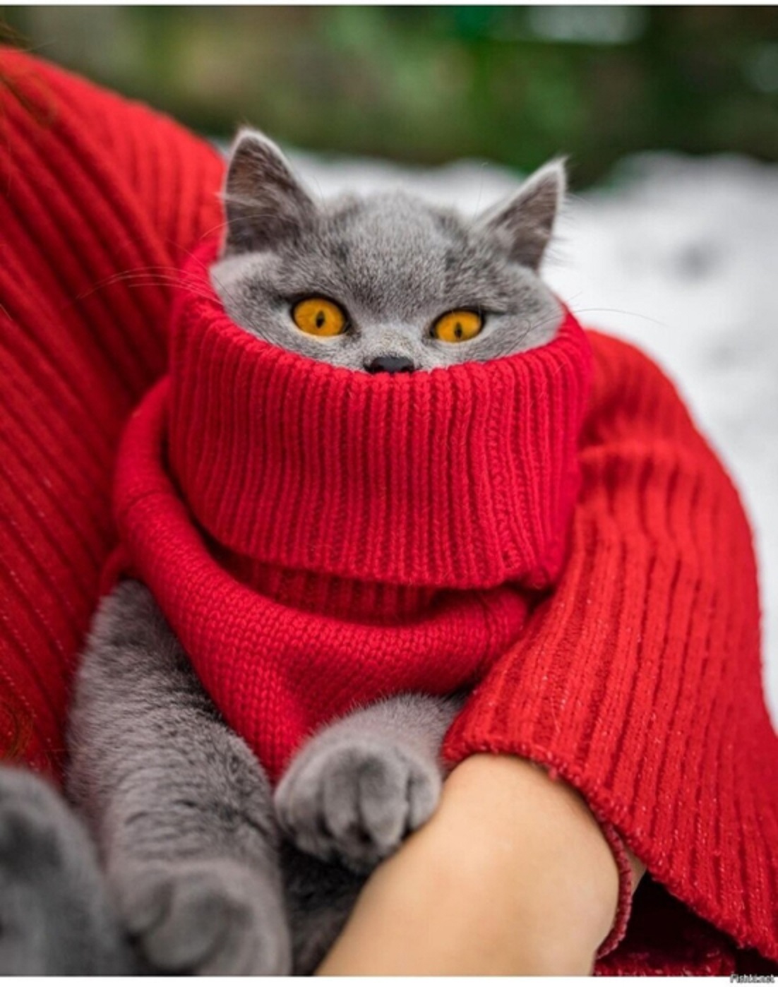 невыспавшийся кот. коты солдаты. кот брутал. коте 76. коте 76.