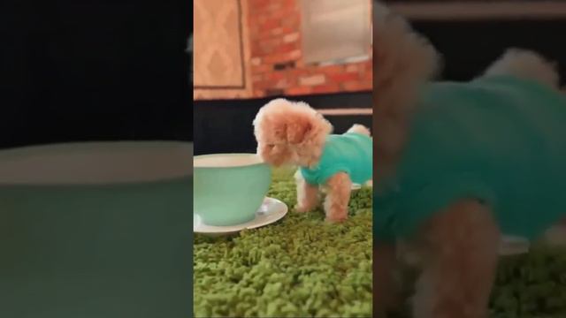 - Вам чашечку кофе или чая? - Чашечку милоты, пожалуйста!