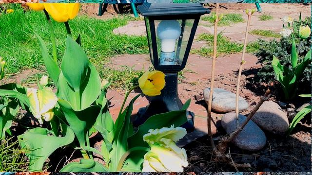ОБРЕЗКА карликовой  метельчатой гортензии Бомбшелл осенью.
