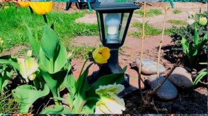 ОБРЕЗКА карликовой  метельчатой гортензии Бомбшелл осенью.