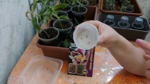 Адениум тучный из семян