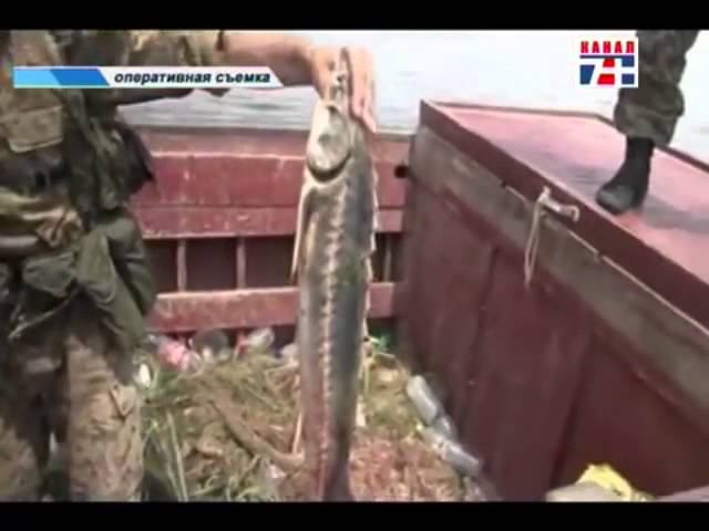 Черная икра