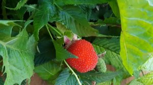 Калининградский сад. Ежевика и Тибетская малина.