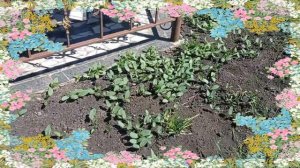 #как_украсить_беседку#вьюны_для_беседки#обустройство_сада Беседка в СЕТКЕ!!!.mp4