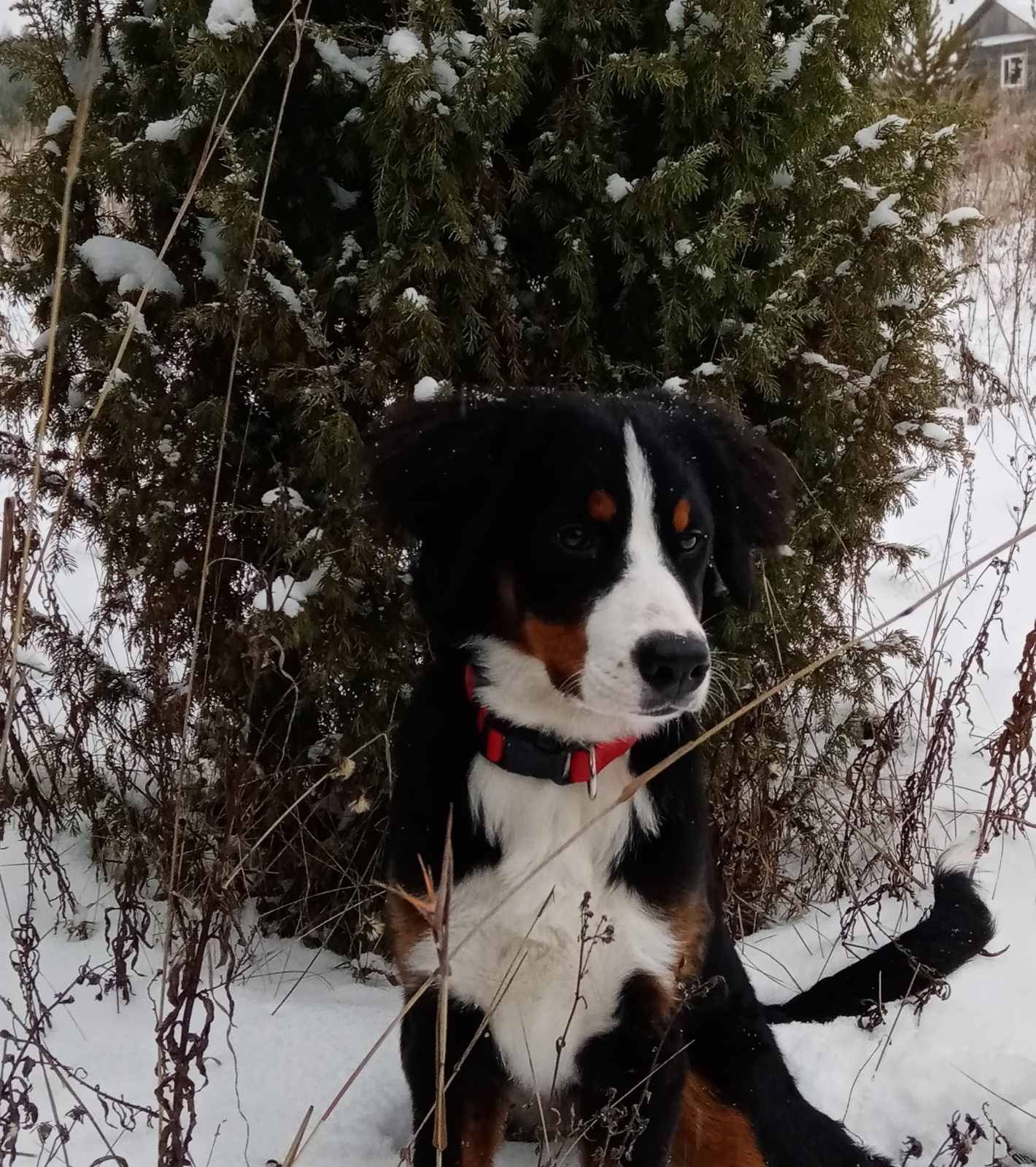 Основные принципы дрессировки