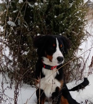 Дрессировка бернского зенненхунда.mp4