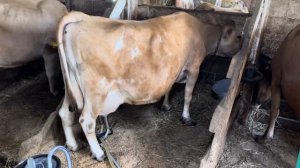 Дойка Джерсейских коров