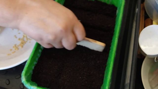 Посев перца "Рамиро" 20.02.2021 смотреть онлайн