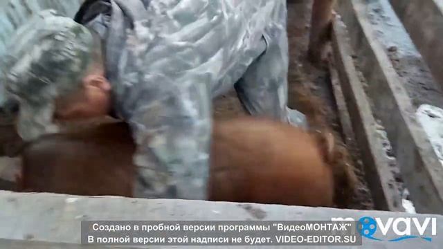 Сравнение мангалиц с дюрками (как измерить вес свиньи)/Венгерская мангалица и не только.