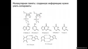 03 - Молекулярные информационные процессы в клетке