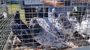 Голуби цены Птичий рынок г Пятигорск-ч3