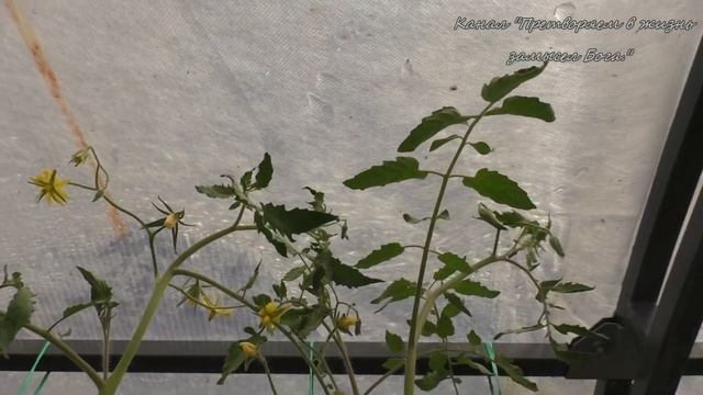 Белокрылки не стало после обработки теплицы осенью этим препаратом смотреть онлайн