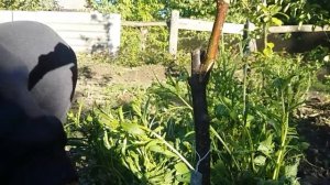 Проверка приживаемости прививки в боковой зарез от 16.04.2018