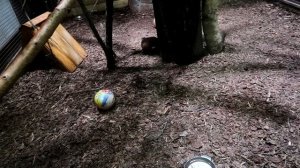 БРОНЕНОСЕЦ. Что это за зверь? Интересные факты о броненосцах. 0+