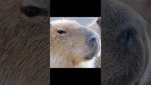 Песня Кабибара