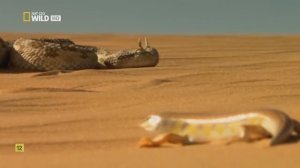 Egipto Salvaje Documental Completo - Nat Geo Wild HD