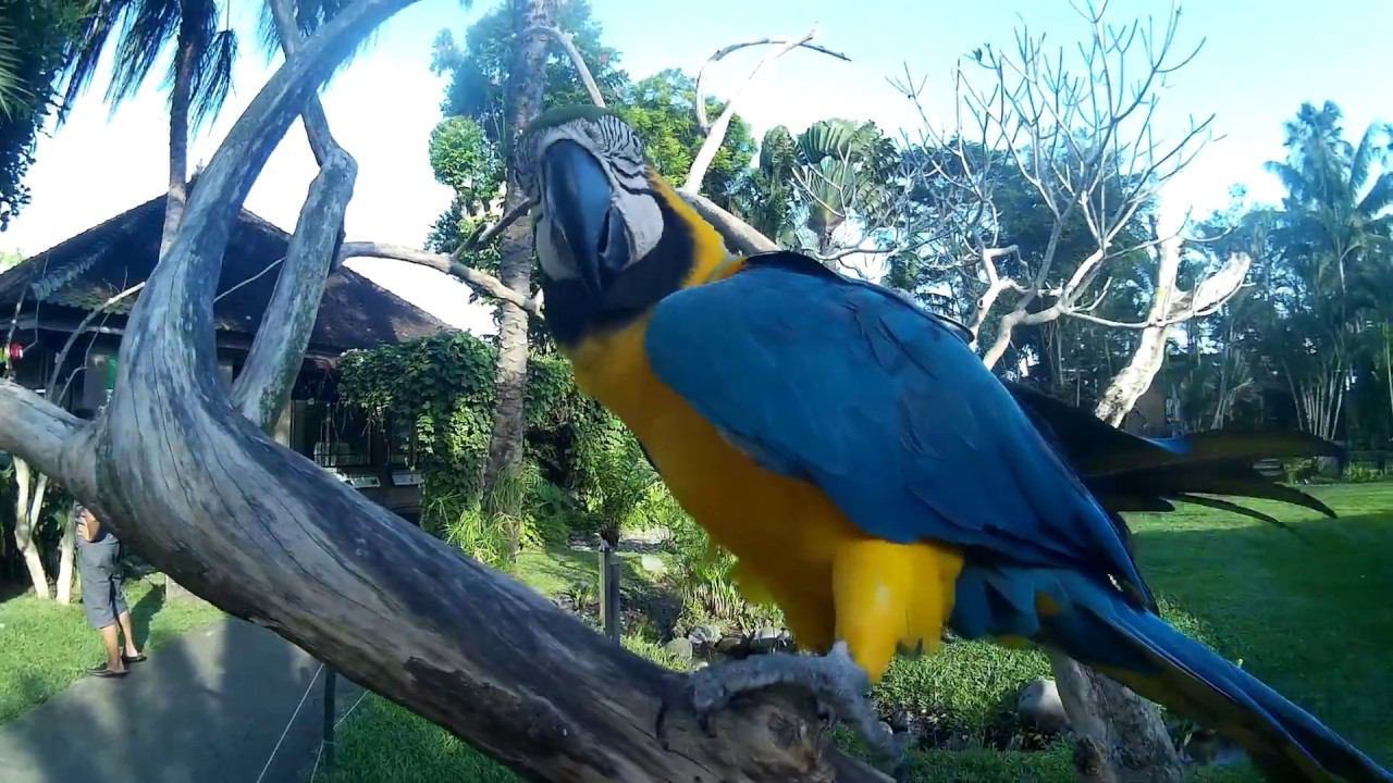 Бали | Парк птиц. Bali. Bird Park