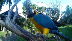 Бали | Парк птиц. Bali. Bird Park