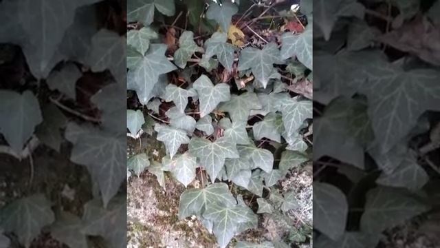 Hedera hibernica Araliacées-Lierre