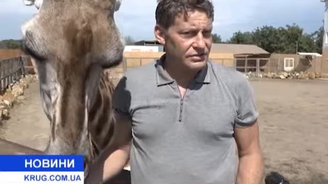 В биопарке родился детёныш жирафа смотреть онлайн