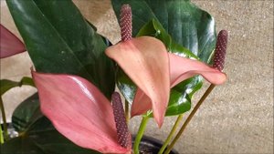 Антуриум Зизу (Zizou) купить