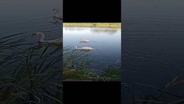 Лебеди 3 11 Сентября 2024 Сентябрь2024 VID20240911074828~2.mp4