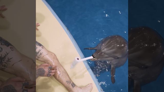 Научил дельфина бить татуировки смотреть онлайн