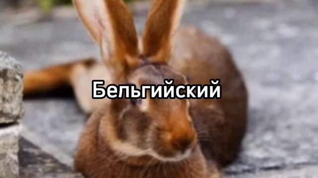 Топовые породы кроликов🐰Канал для КРОЛИКОВОДОВ. Лучшие породы кроликов