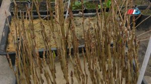 Цветовод-декоратор