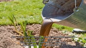 Когда и какое удобрение вносить осенью под чеснок: схемы подкормок и обзор лучших составов для пов.
