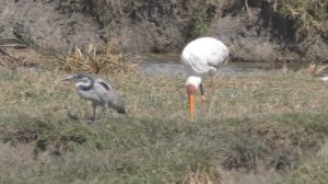 Кратер Нгоронгоро Танзания