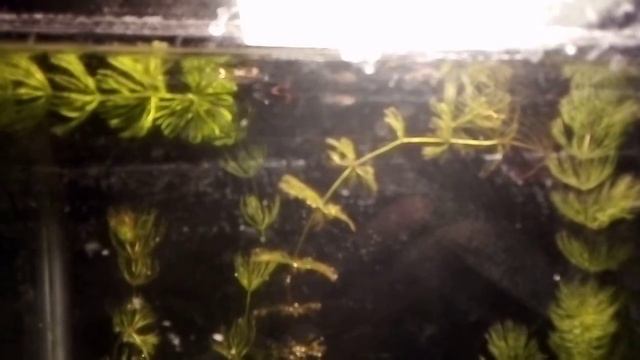 Рыбки гуппи умеют менять пол.