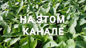 СЛУЦКИЙ СИНДИКАТ. О НАШЕЙ ЖИЗНИ