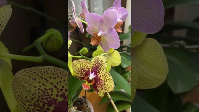 Заставляем цвести орхидею при помощи янтарной кислоты #shorts смотреть онлайн