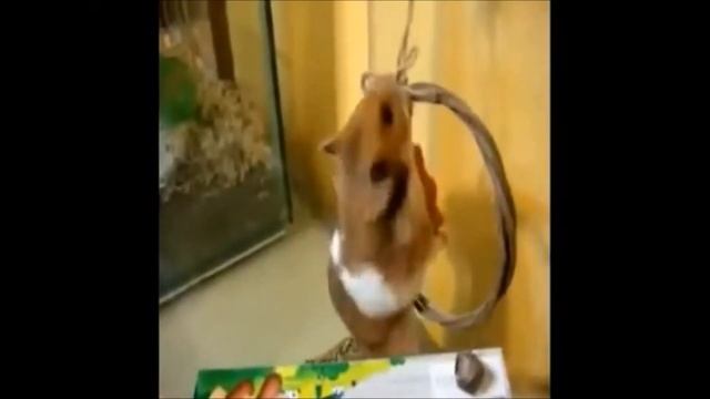 смешные хомяки №15