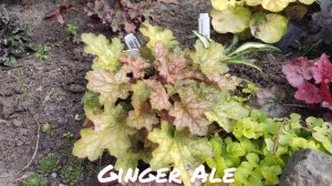 Осенний окрас листьев гейхера сорт Ginger Ale