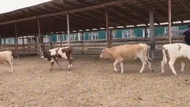 Бычки на продажу. Экспорт из России без посредников. смотреть онлайн