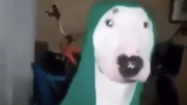 ТУПАЯ НАГЛУХО СОБАКА СТУЧИТ ПО СКОВОРОДКЕ В 3 ЧАСА НОЧИ смотреть онлайн