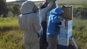 Отбор меда выдуванием пчел из магазинов.