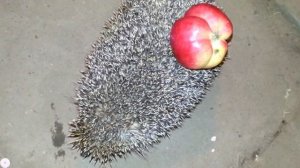 Ёж и яблоко