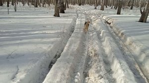 Хаски и последний снег в Сибири