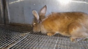 Кролик порода "Львиная голова"