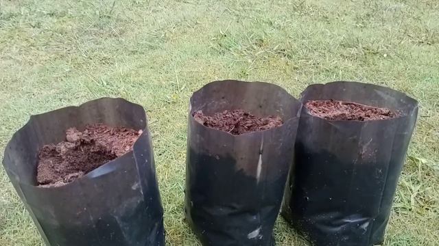 HASIL CANGKOK BUNGA KERTAS смотреть онлайн