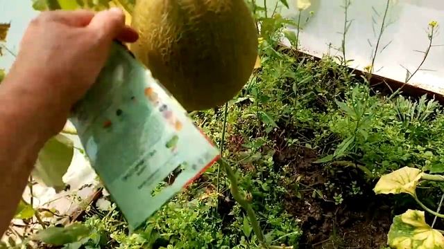 Очень Вкусная Дыня Сорта "МЕДОВЫЙ СПАС" Выращенная в ТЕПЛИЦЕ!!!  23 августа 2021г.