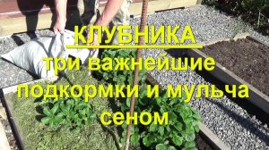 71. КЛУБНИКА. Часть 2 - три важнейшие подкормки для клубники и мульчирование сеном!