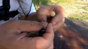 как насадить горох на крючок